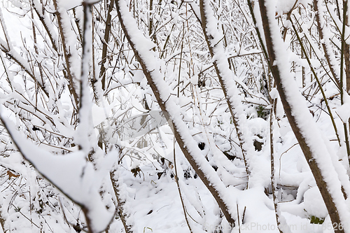 Image of trees covered with snow