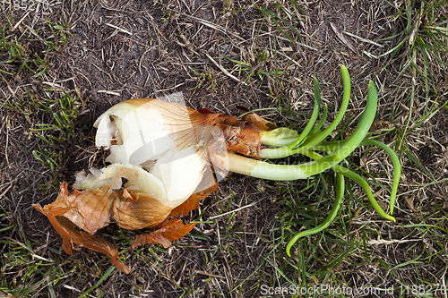 Image of Sprouted orange onion