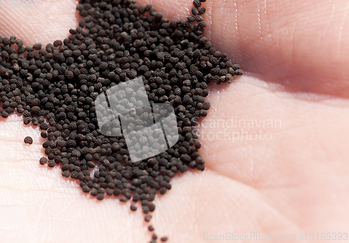 Image of black ripe dry poppy seeds