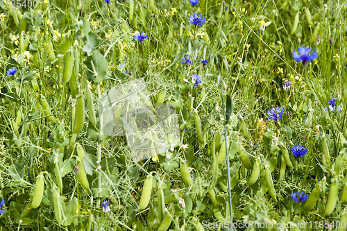 Image of field of green peas