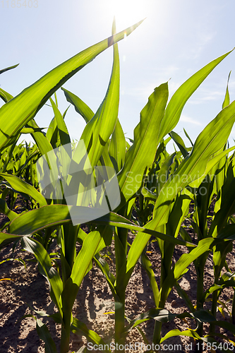 Image of sun shining over corn
