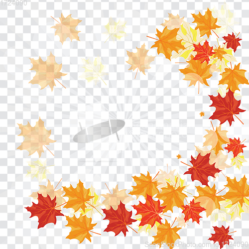 Image of Maple leaves on transparency grid