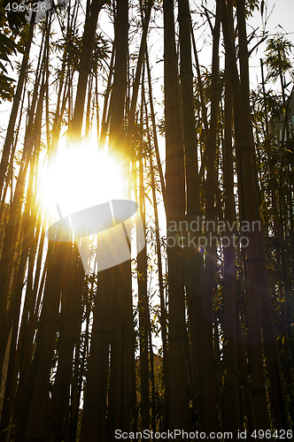 Image of sun over bamboo