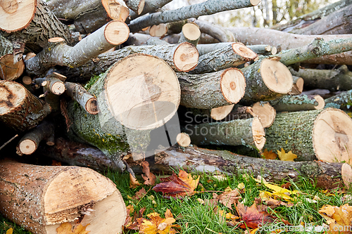 Image of trunks of felled trees or logs outdoors in autumn