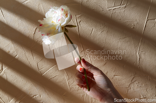 Image of hand holding white flower over beige background