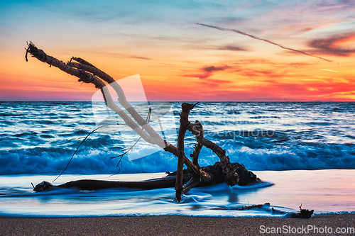 Image of ld wood trunk snag in water at beach on beautiful sunset