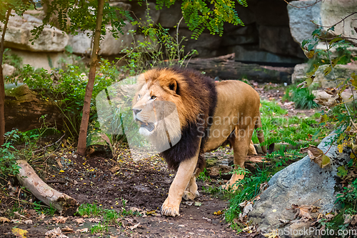 Image of Lion in jungle forest in nature