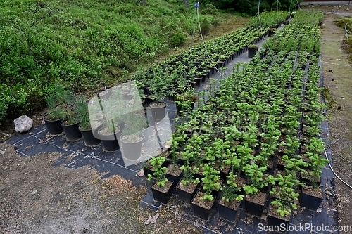 Image of plant seedlings in plastic buckets outdoors