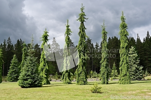 Image of sunlit firs in the botanical garden