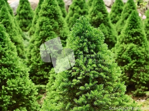 Image of christmas fir trees in the arboretum 