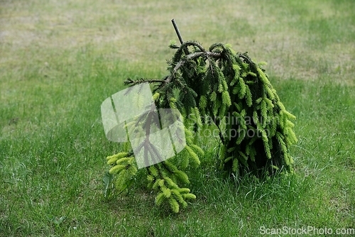 Image of lone spruce leaning to the ground