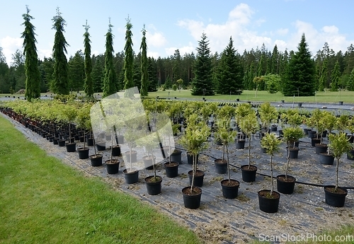 Image of plant seedlings in plastic buckets outdoors
