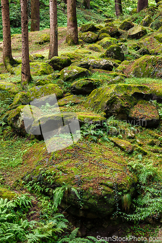 Image of Pine forest in Himalayas