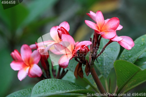 Image of Frangipani (Plumeria)