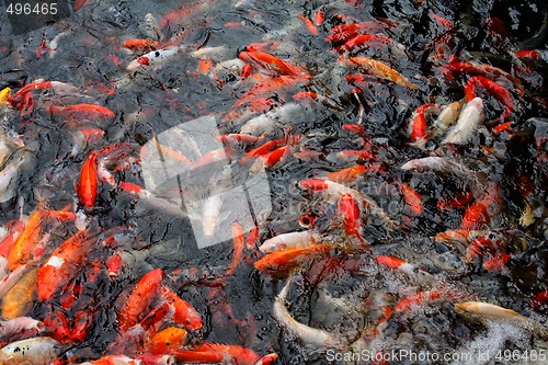 Image of Koi