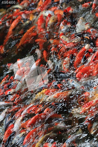 Image of Koi