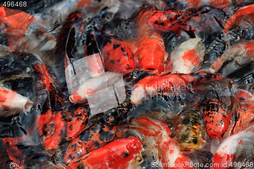 Image of Koi