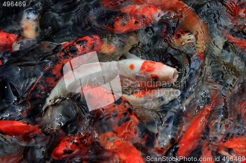 Image of Koi