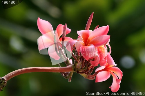 Image of Frangipani (Plumeria)