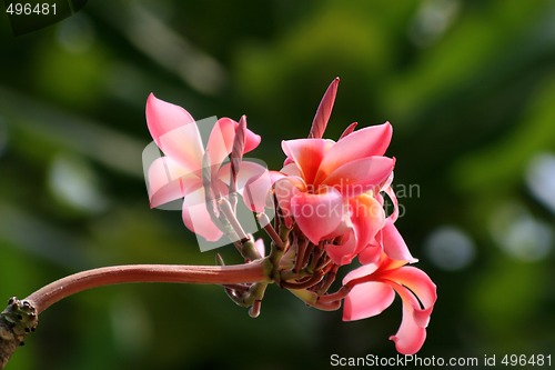 Image of Frangipani (Plumeria)