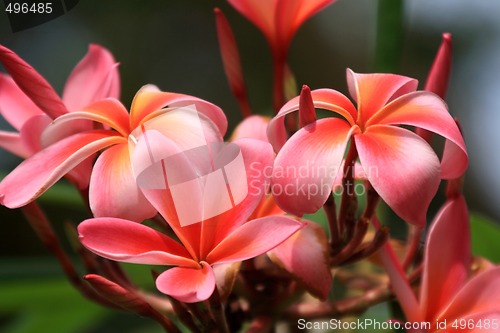 Image of Frangipani (Plumeria)