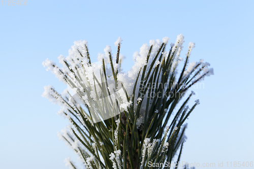 Image of reen needles of large pine