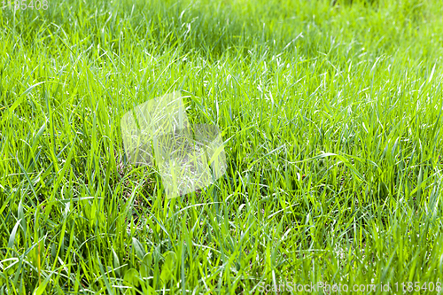 Image of green thin grass