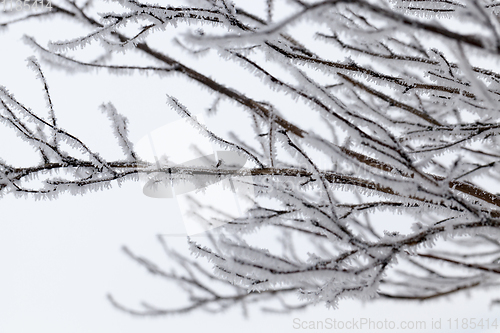 Image of branches of deciduous trees