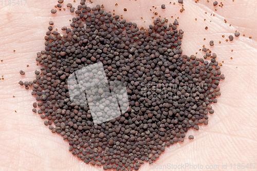 Image of black ripe dry poppy seeds