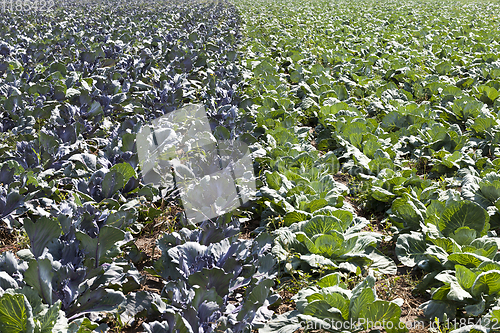 Image of green and purple cabbage