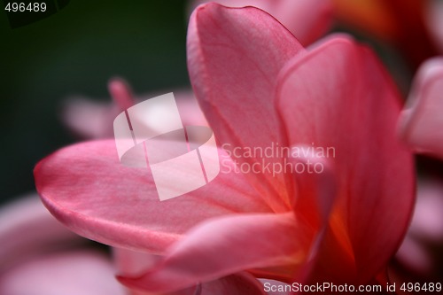 Image of Frangipani (Plumeria)