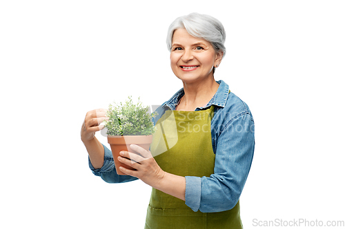 Image of smiling senior woman in garden apron with flower