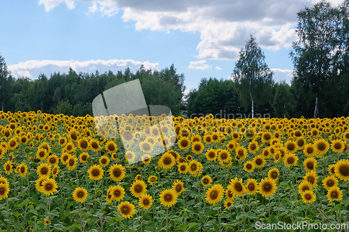 Image of Ripe sunflower field in summertime