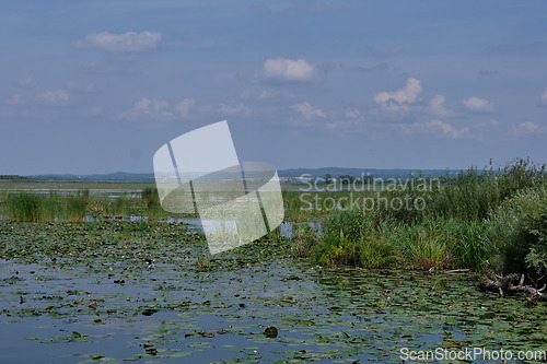 Image of Druzno Lake in summer