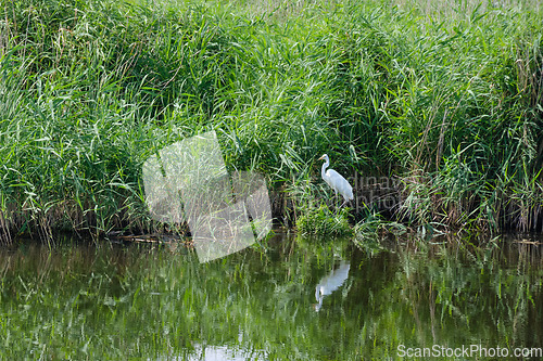 Image of Great White Egret (Ardea alba) looking at camera