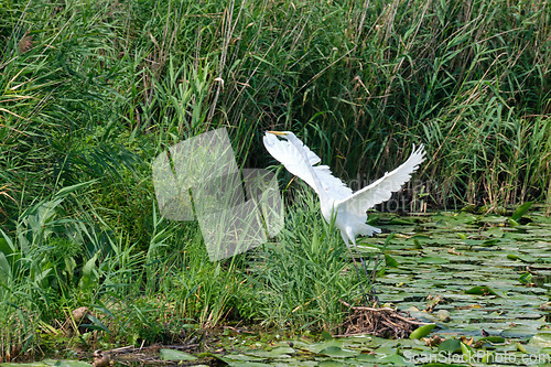 Image of Great White Egret (Ardea alba) starting to fly