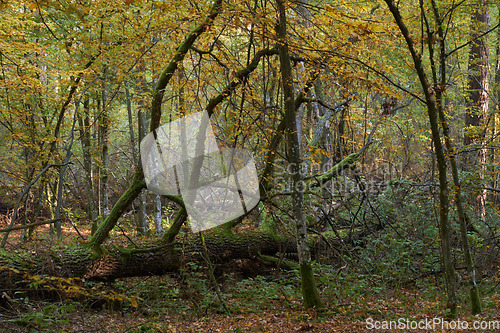 Image of Autumnal deciduous primeval stand