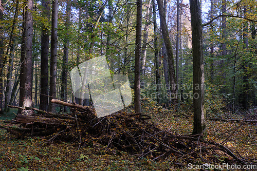 Image of Stack of partly rotted branches