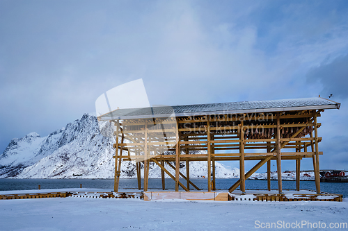 Image of Drying flakes for stockfish cod fish in winter. Lofoten islands, Norway