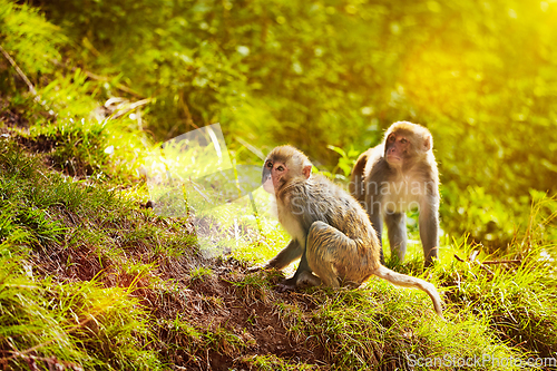 Image of Rhesus macaques in forest