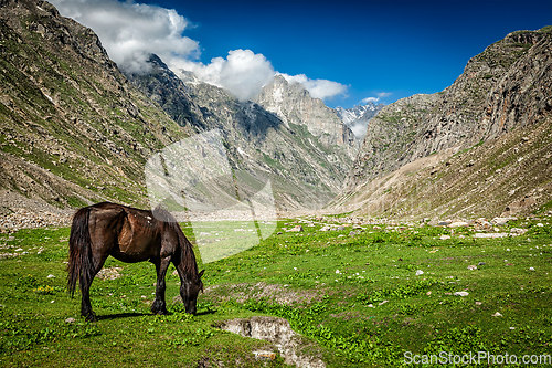 Image of Horse grazing in Himalayas