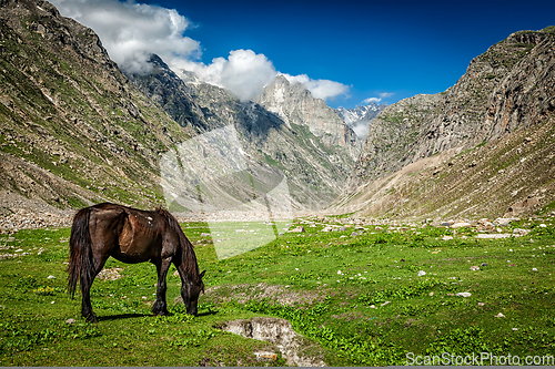 Image of Horse grazing in Himalayas