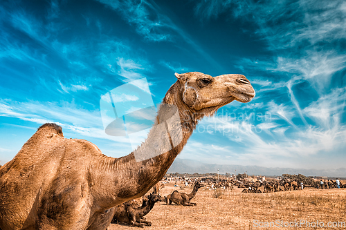 Image of Camel in India