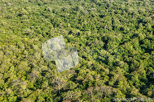 Image of Aerial view of tropical forest