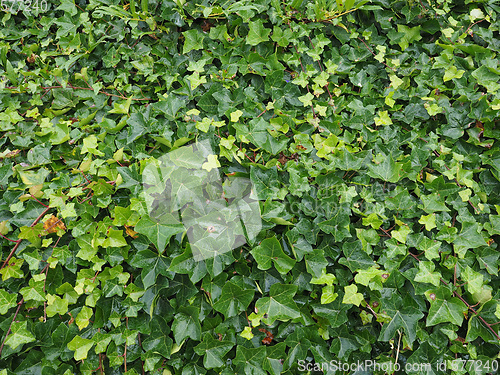 Image of Ivy plant background