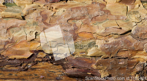 Image of bark of young pines