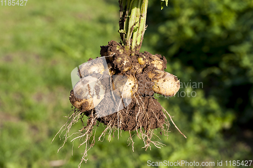 Image of yellow potatoes