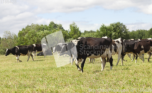 Image of pastures of a cow