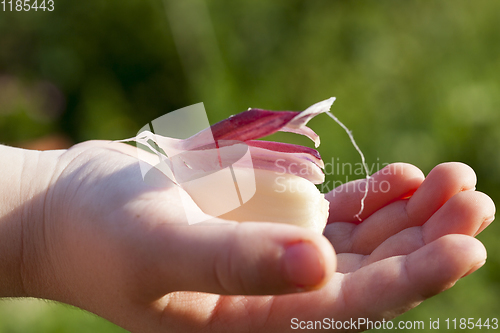 Image of child holds garlic