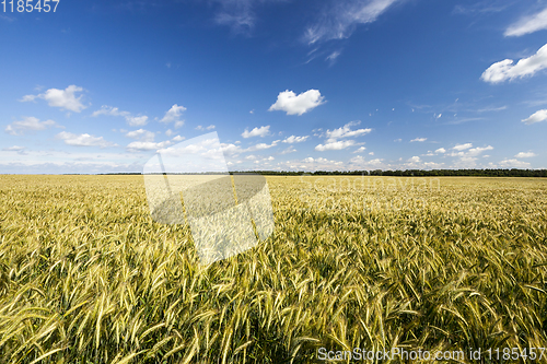Image of field with green rye